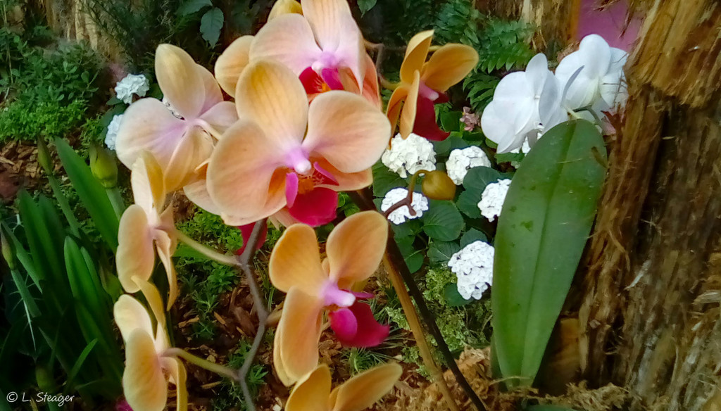 Orchid 3 by larrysphotos