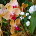 Orchid 3 by larrysphotos