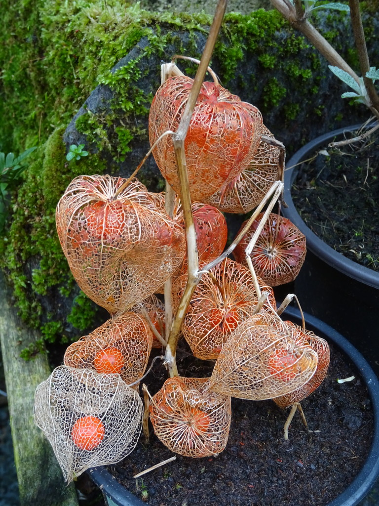 Gorgeous filigree Chinese lanterns by anniesue