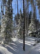 21st Jan 2020 - Snowshoe Trails