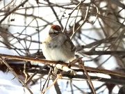 21st Jan 2020 - White crowned sparrow 