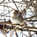 White crowned sparrow  by amyk