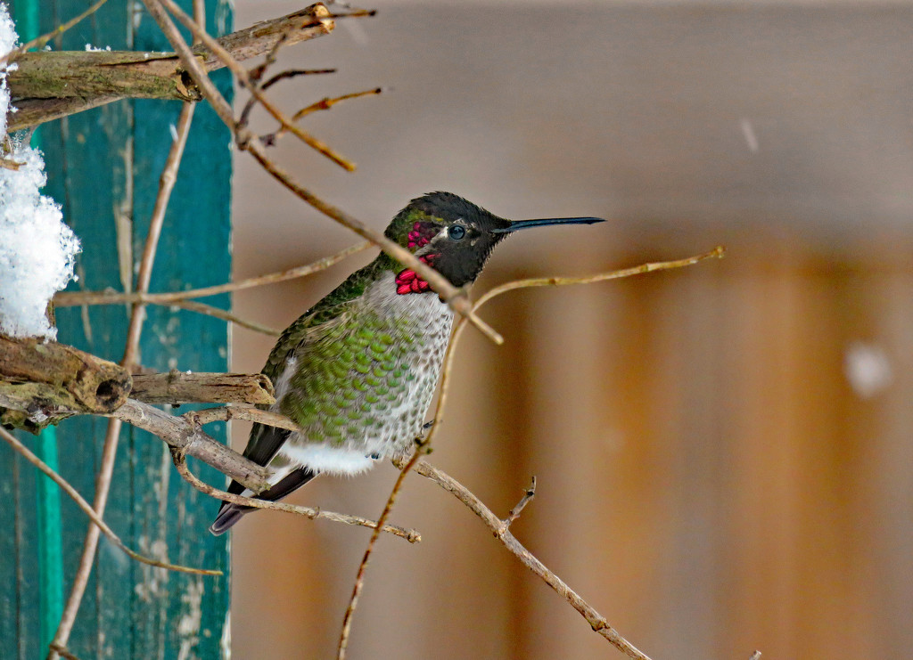 Backyard Annas Hummingbird by kathyo