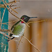 Backyard Annas Hummingbird by kathyo