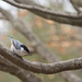 Nuthatch by lstasel