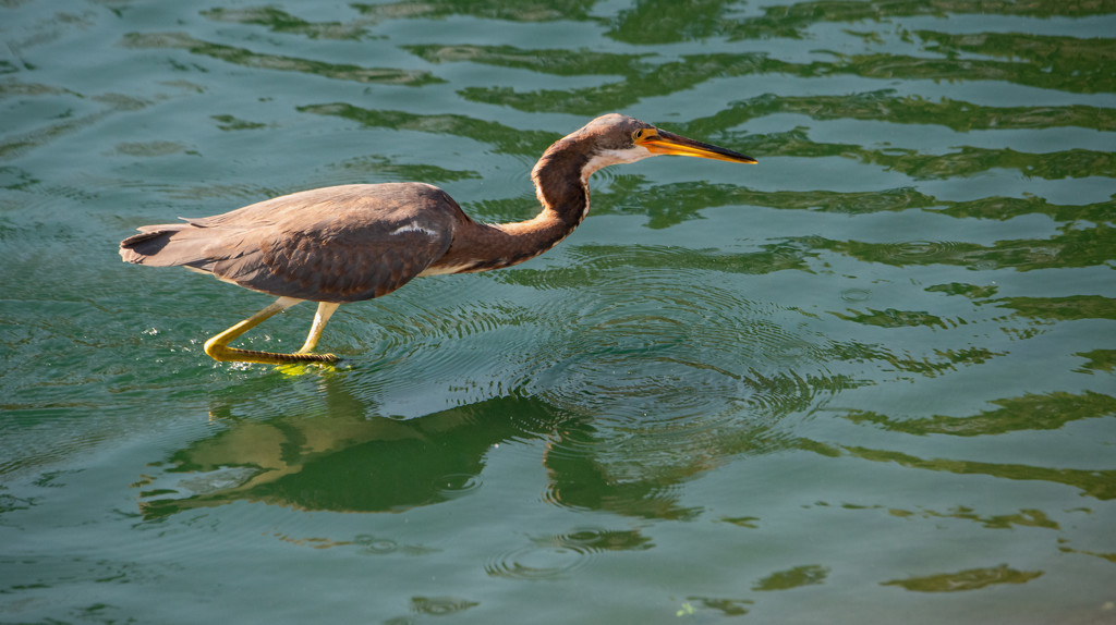 Tricolored Heron on the Prowl! by rickster549