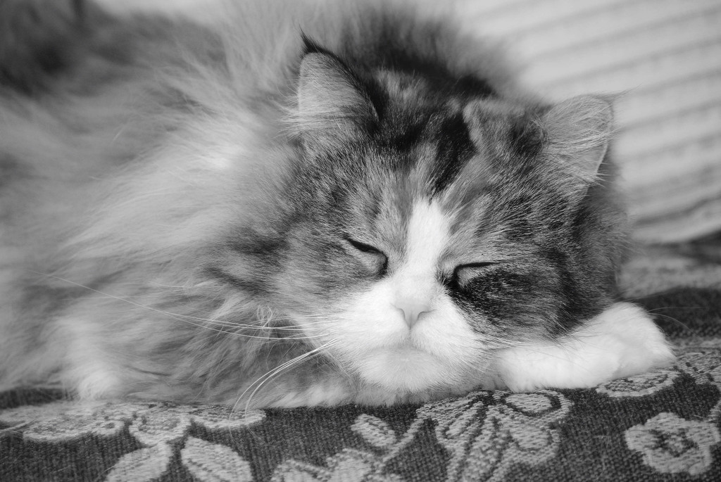 (Faking) Sleepy Kitty by bjywamer
