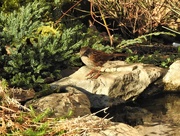 17th Jan 2020 - Dunnock