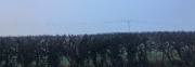 22nd Jan 2020 - Birds on a foggy wire