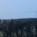Birds on a foggy wire by happypat
