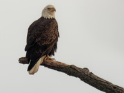 22nd Jan 2020 - Bald eagle 