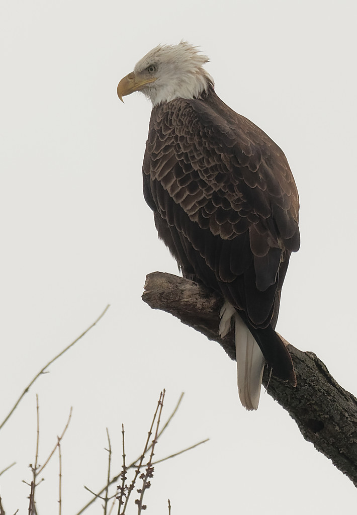 bald eagle profile by rminer