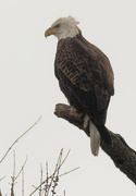 22nd Jan 2020 - bald eagle profile