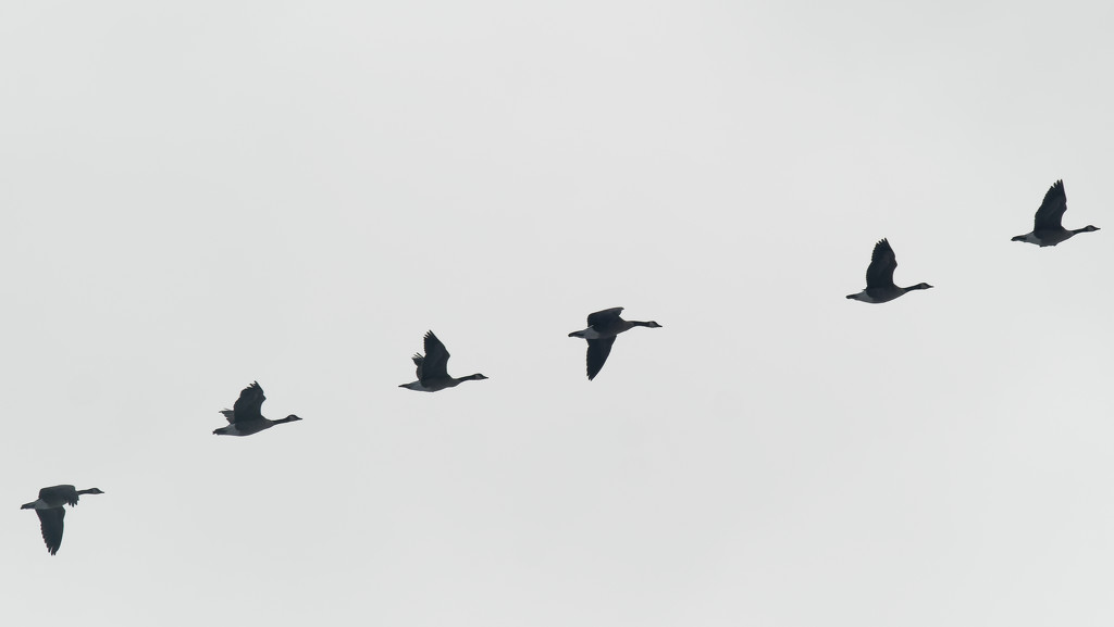 geese in flight by rminer