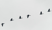 22nd Jan 2020 - geese in flight