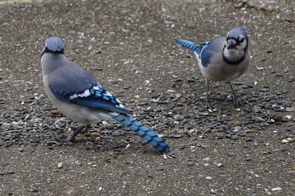 Blue Jay, front and back by tunia
