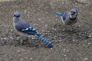 22nd Jan 2020 - Blue Jay, front and back
