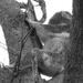 leg stretching by koalagardens