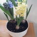 Hyacinth by arthurclark