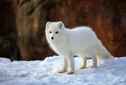 22nd Jan 2020 - White Fox