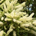 Beautiful Buckinghamia Flowers ~    by happysnaps