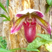Orchid 4 by larrysphotos