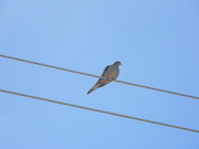 22nd Jan 2020 - Dove on Wire 