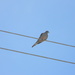 Dove on Wire  by sfeldphotos