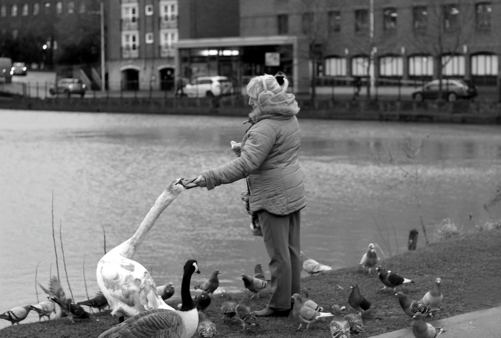 100 Stranger Extra Photo : Anne Feeding The Birds by phil_howcroft