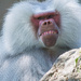 Baboon at the zoo by creative_shots