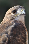 20th Jan 2020 - Day 20 :)    Lazarus the Red Tail Hawk