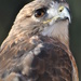 Day 20 :)    Lazarus the Red Tail Hawk by jeanniec57
