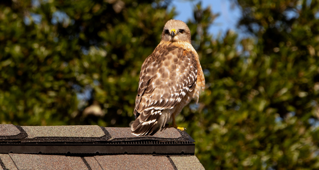 Red Shouldered Hawk Keeping an Eye on Me! by rickster549