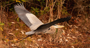 22nd Jan 2020 - Blue Heron Fly-by!