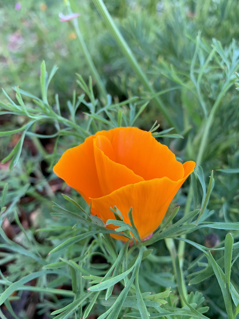 A confused California poppy in January by shookchung