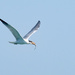 Caspian tern with a fish by maureenpp