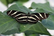 22nd Jan 2020 - Zebra Longwing butterfly