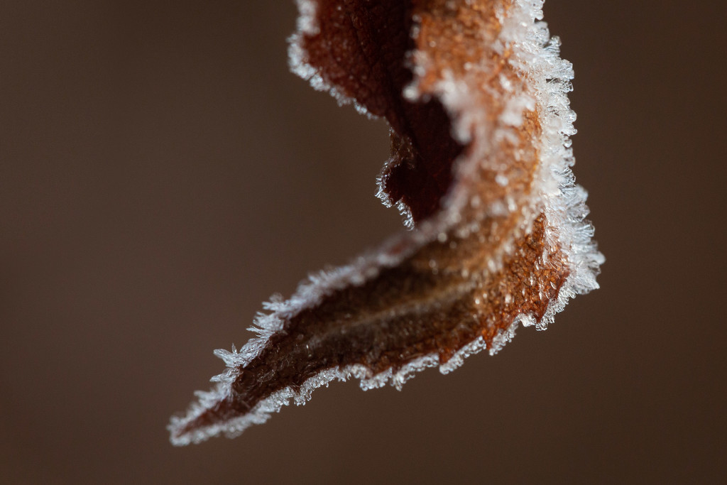 A Bit of Frost by tina_mac