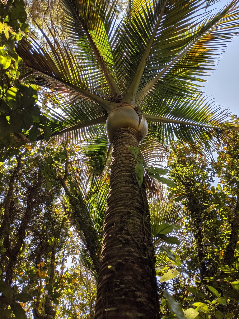 A Nikau palm in a Nikau Grove, Great Barrier Is. by sandradavies