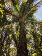 23rd Jan 2020 - A Nikau palm in a Nikau Grove, Great Barrier Is.