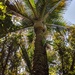 A Nikau palm in a Nikau Grove, Great Barrier Is. by sandradavies