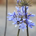 January Series - A month of Agapanthus (23) by kgolab