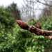 Horse Chestnut Buds by arkensiel