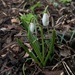 A rare snowdrop by 365projectmaxine