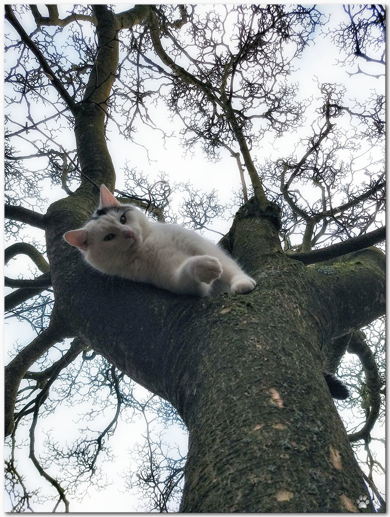 Joshi in the Magnolia tree by lastrami_