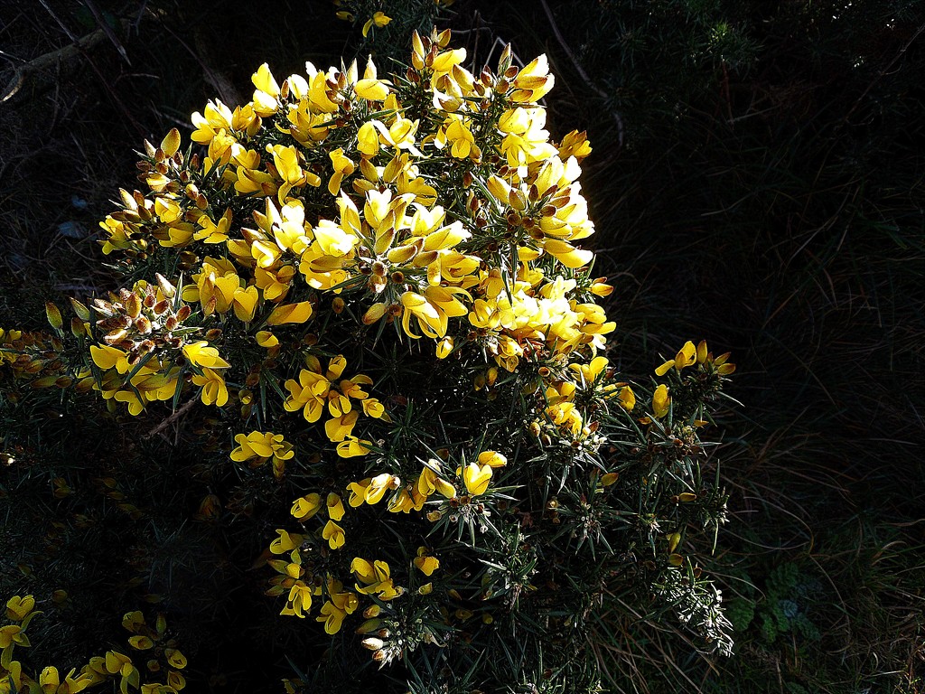 Gorse by etienne