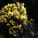 Gorse by etienne