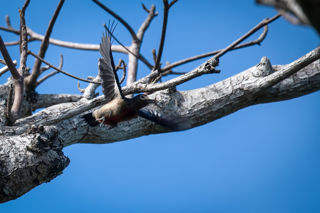 Puerto Rican Woodpecker by nicoleweg