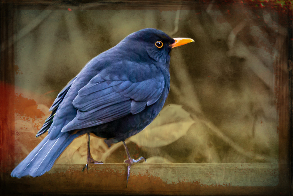 Blackbird by pamknowler
