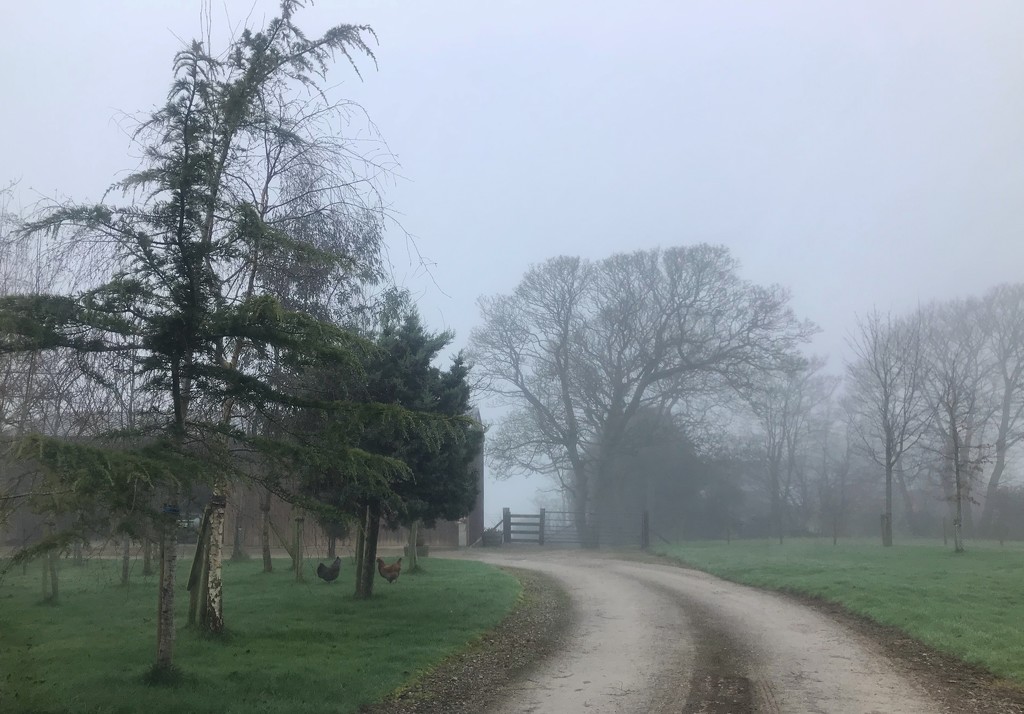 Hens on a foggy walk! by happypat